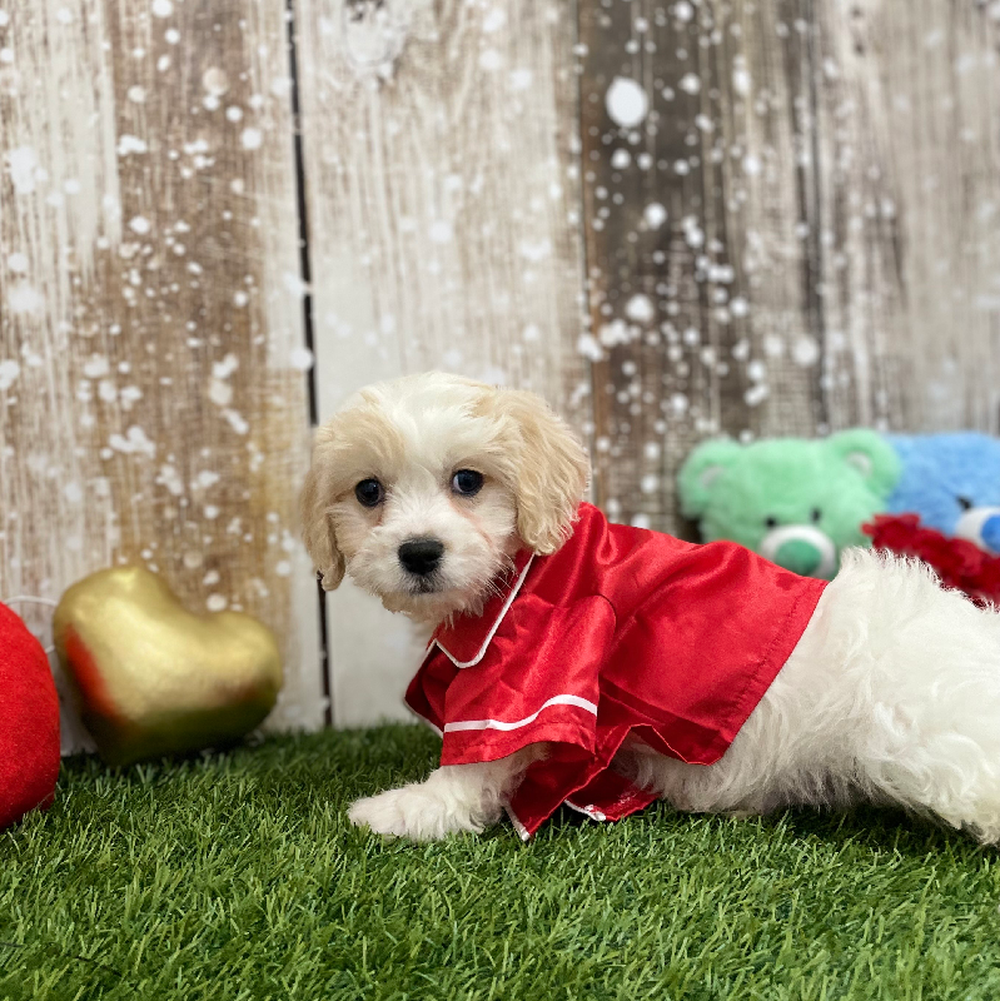 Male Cavachon Puppy for Sale in Braintree, MA