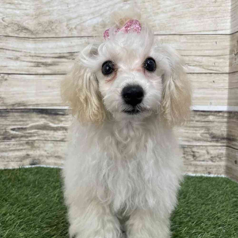 Female Poodle Toy Puppy for Sale in Saugus, MA