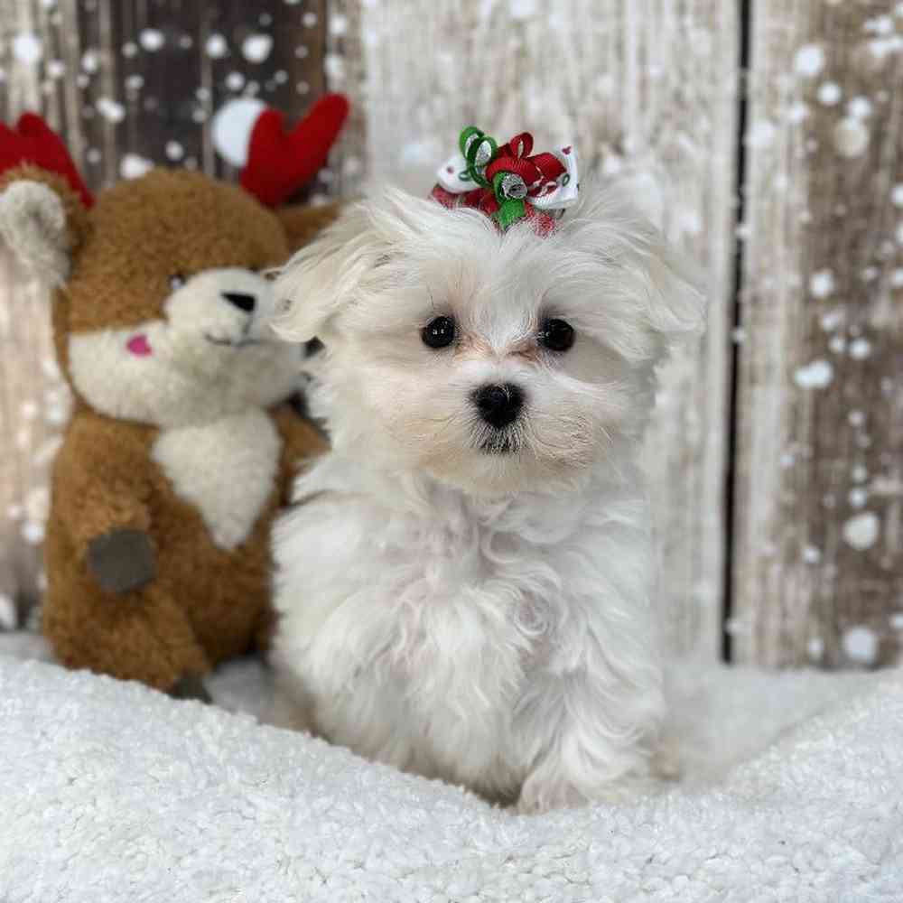 Female Maltese Puppy for Sale in Saugus, MA