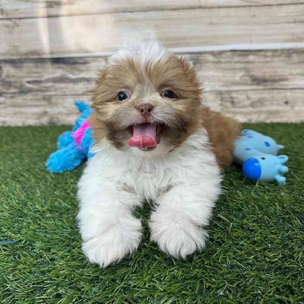 Male Shih Tzu Puppy for Sale in Saugus, MA