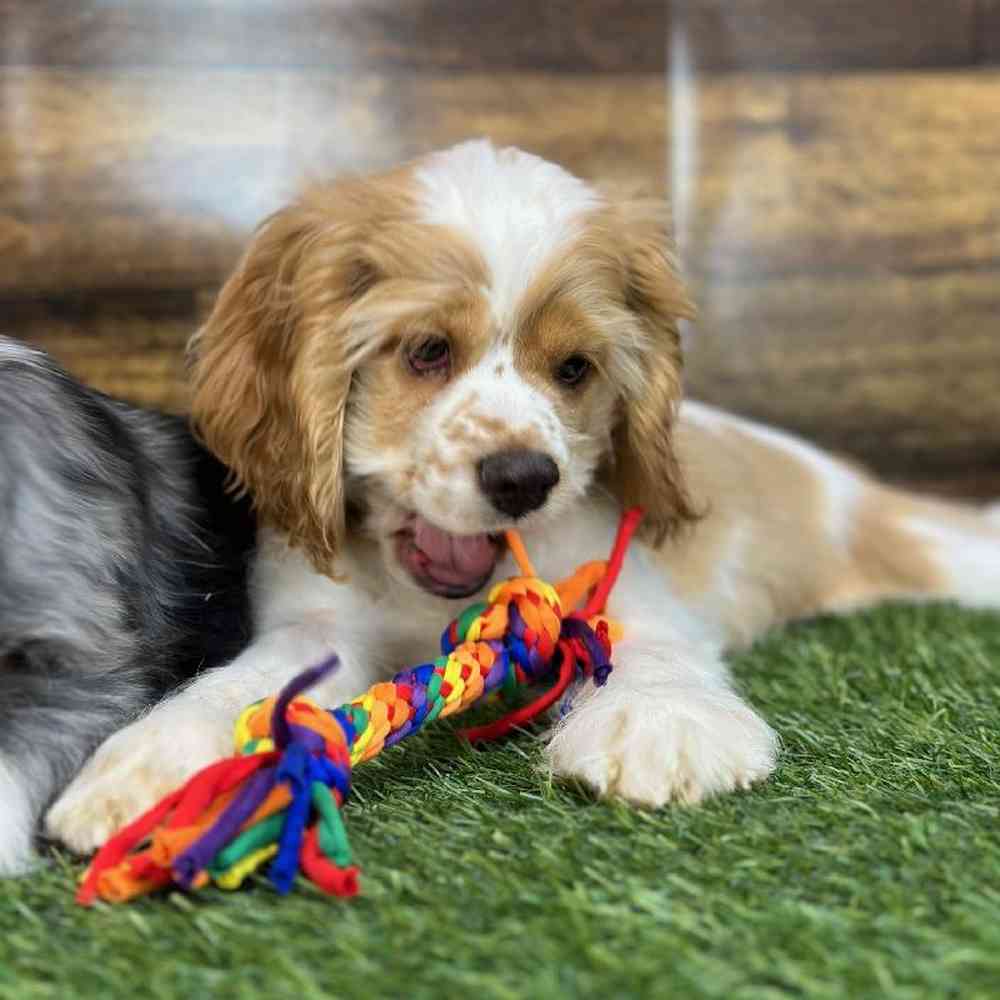 Female Cocker Spaniel Puppy for Sale in Saugus, MA