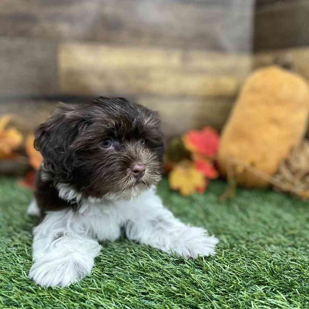 Male Havanese Puppy for Sale in Braintree, MA