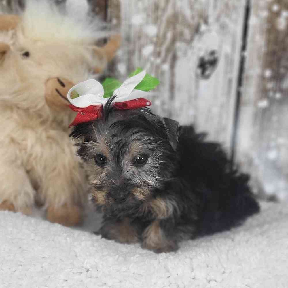 Female Silky Terrier Puppy for Sale in Saugus, MA