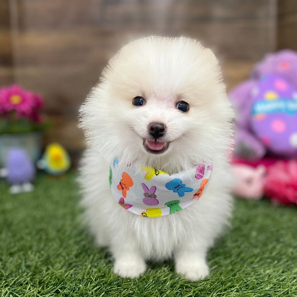 Male Pomeranian Puppy for Sale in Braintree, MA