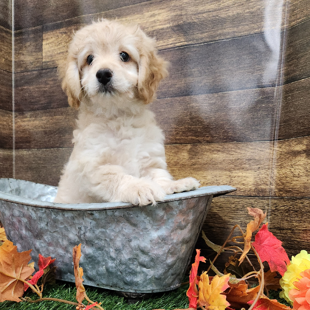Male Cockapoo 2nd Gen Puppy for Sale in Braintree, MA