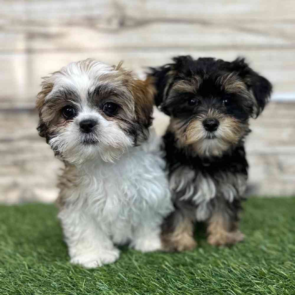 Male Morkie Puppy for Sale in Saugus, MA