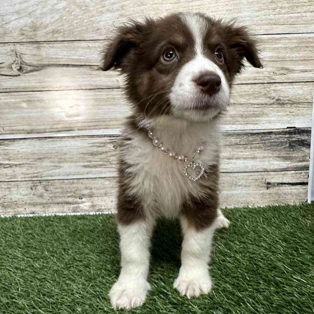 Female Miniature Australian Shepherd Puppy for Sale in Saugus, MA