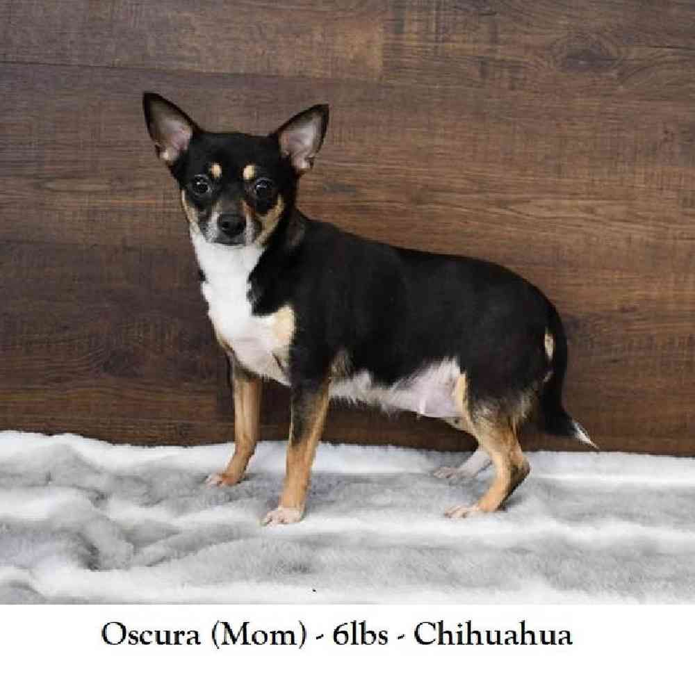 Female Chihuahua Puppy for Sale in Saugus, MA