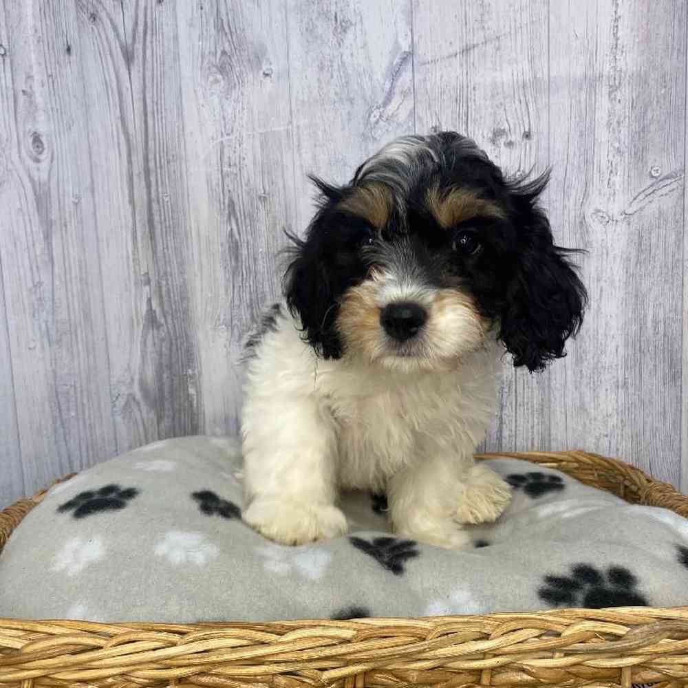 Male Cavachon Puppy for Sale in Saugus, MA