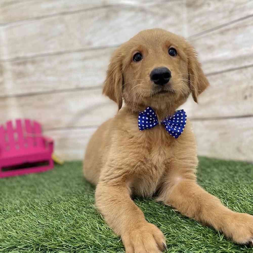Male Golden Retriever Puppy for Sale in Braintree, MA