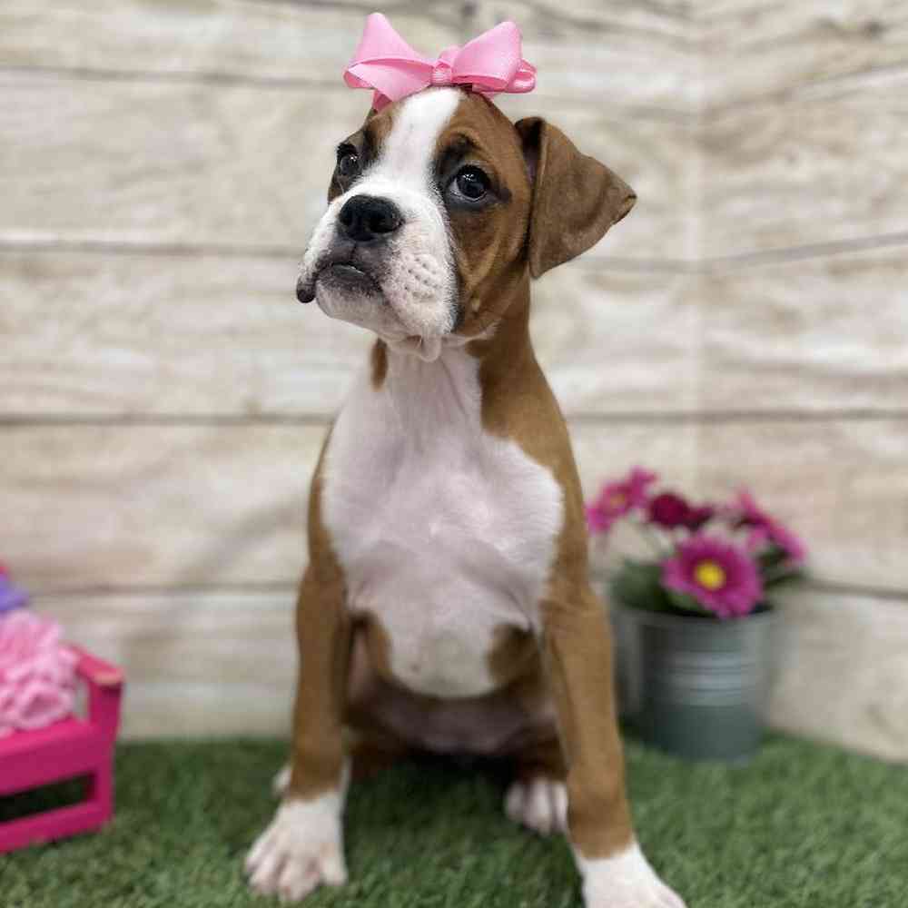 Female Boxer Puppy for Sale in Braintree, MA
