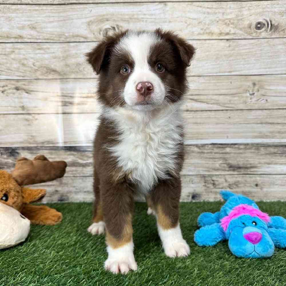 Male Australian Shepherd Puppy for Sale in Saugus, MA