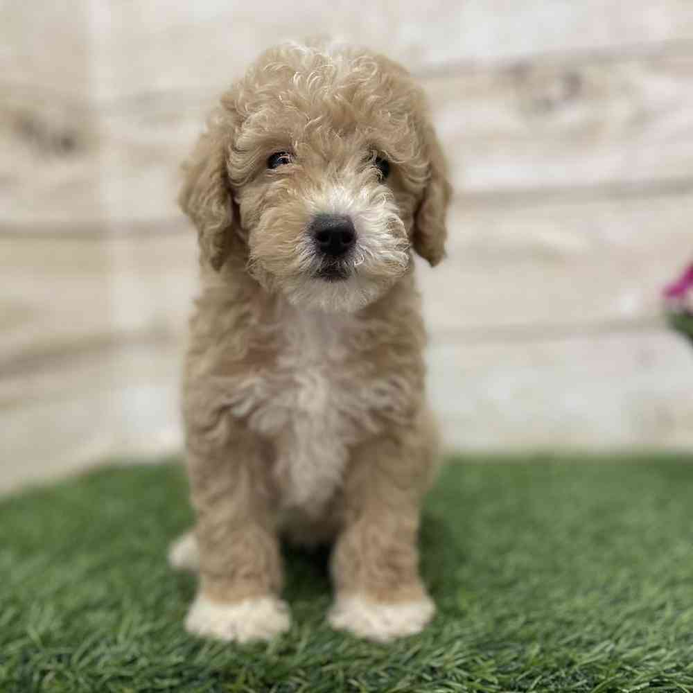 Male Poodle (MINI) Puppy for Sale in Braintree, MA