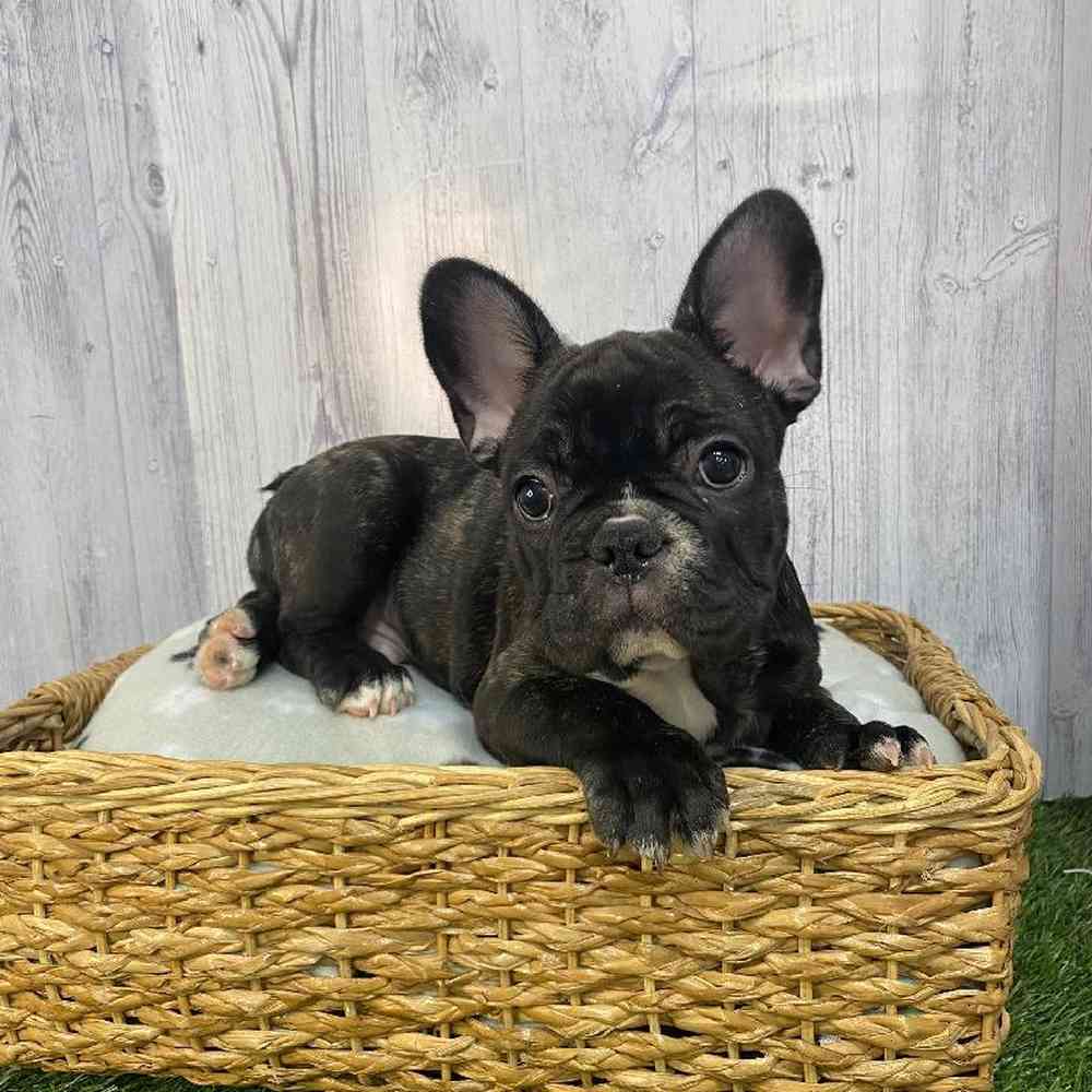 Male French Bulldog Puppy for Sale in Saugus, MA
