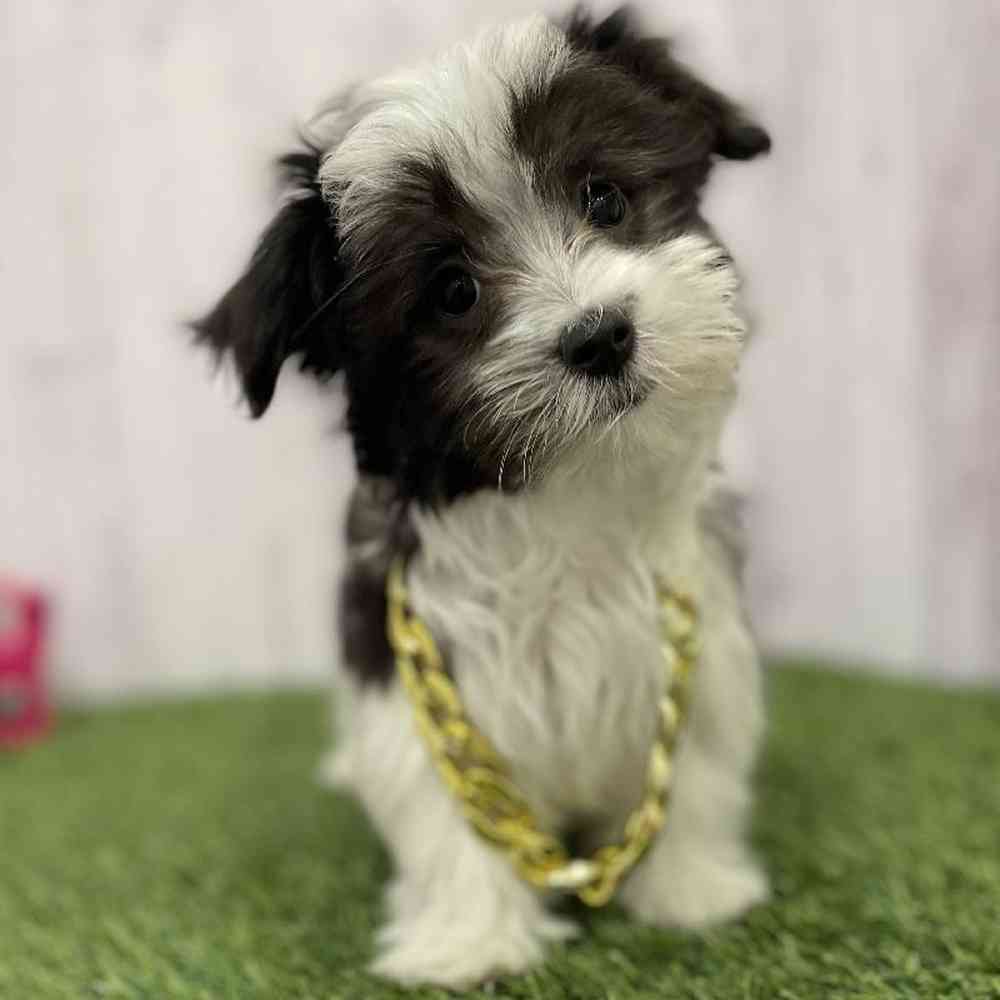Male Havamalt Puppy for Sale in Braintree, MA