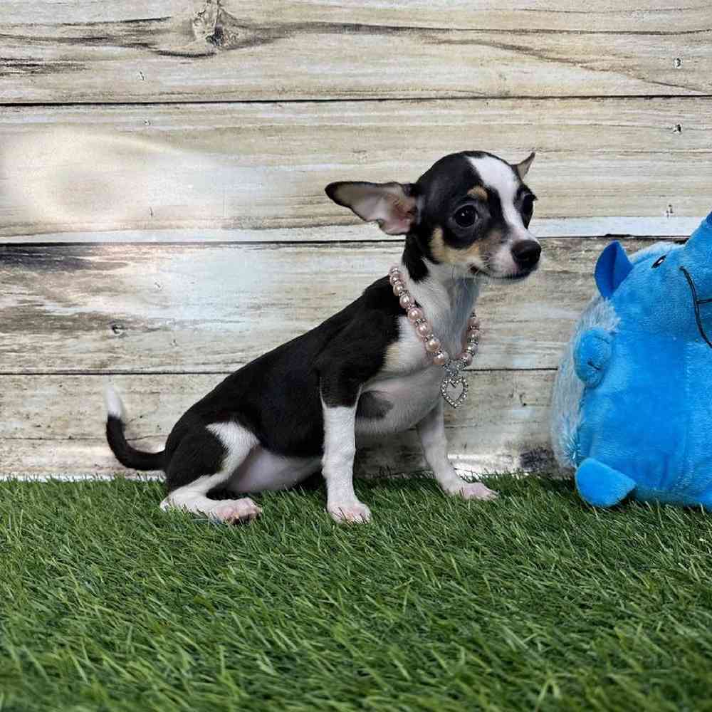 Female Chihuahua Puppy for Sale in Saugus, MA