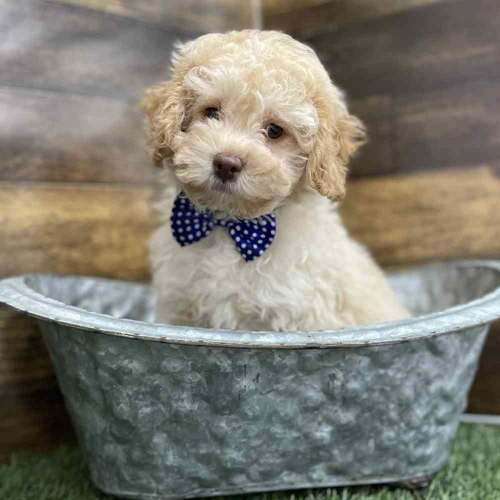 Male Cockapoo 2nd Gen Puppy for Sale in Braintree, MA