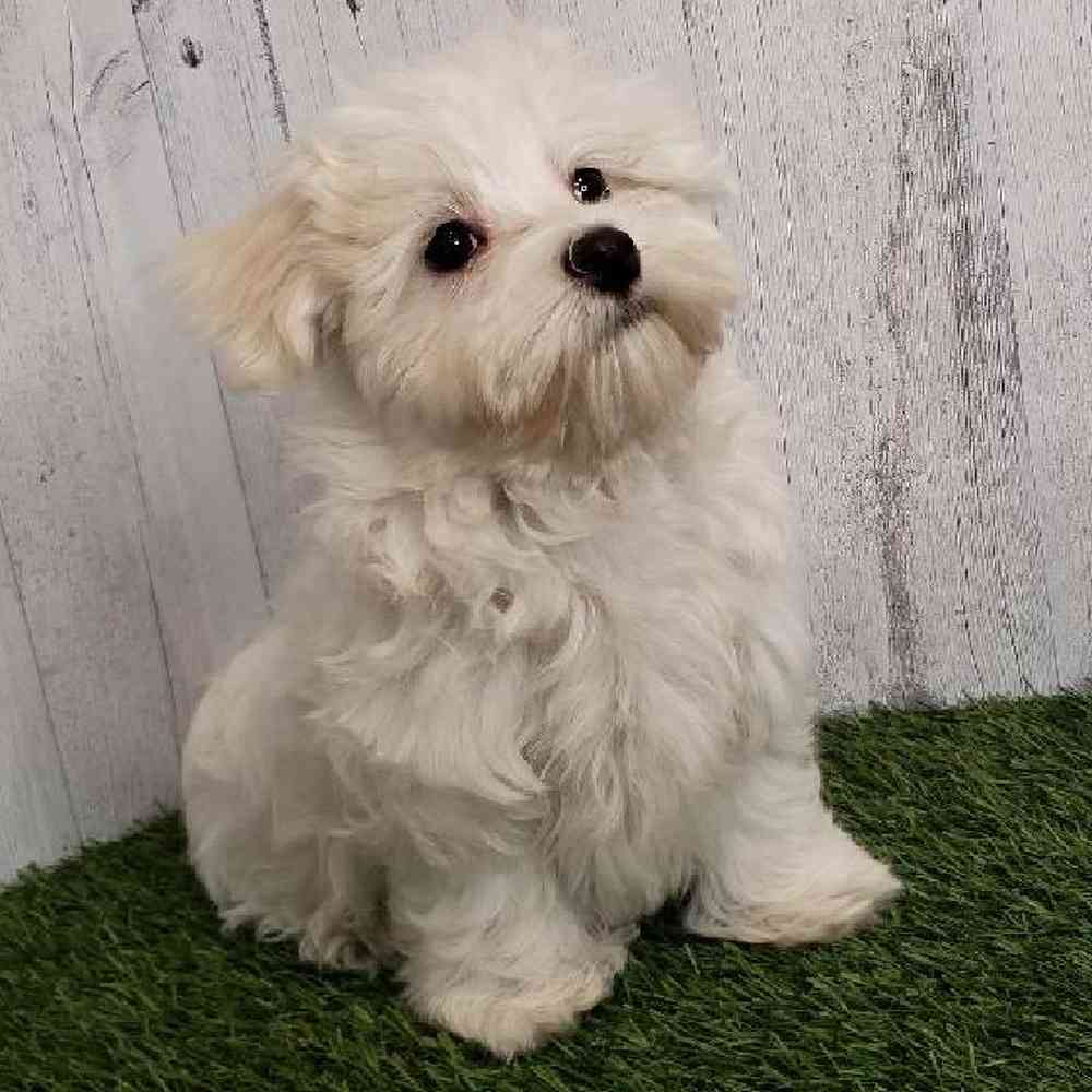Male Maltese Puppy for sale