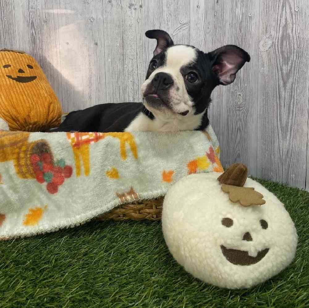 Male Boston Terrier Puppy for Sale in Saugus, MA