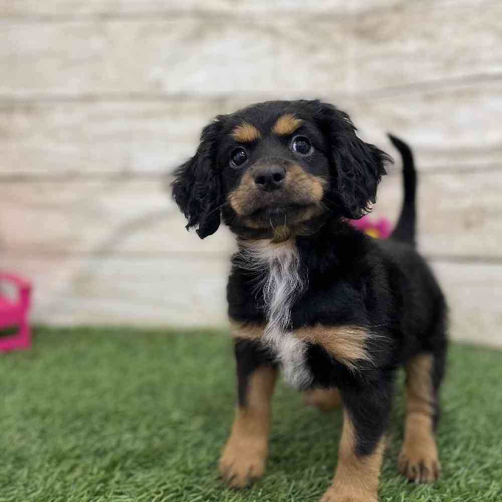 Female Cotralian (Mini Aussie/Cocker Spaniel) Puppy for Sale in Braintree, MA