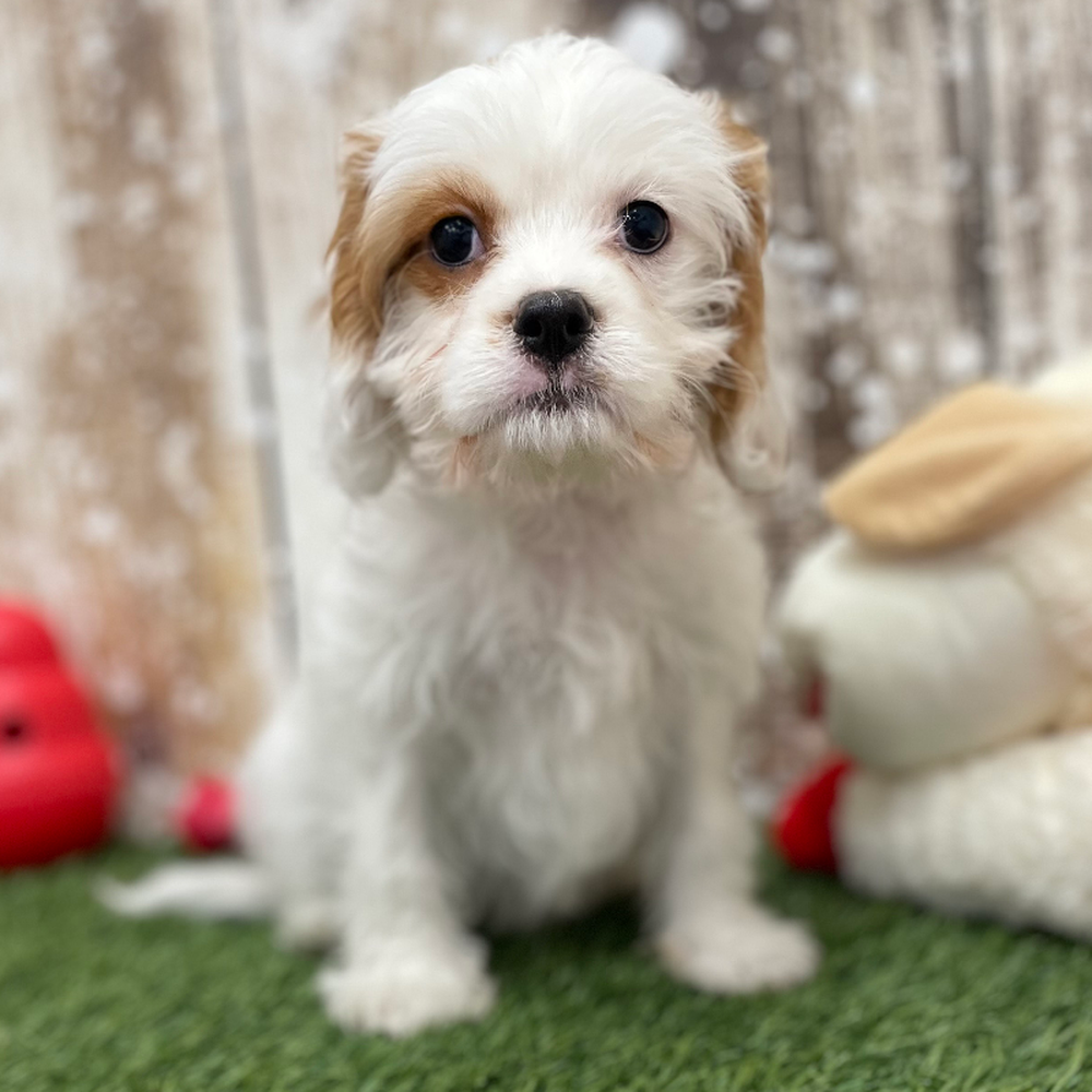 Male Cavachon 2nd Gen Puppy for Sale in Braintree, MA