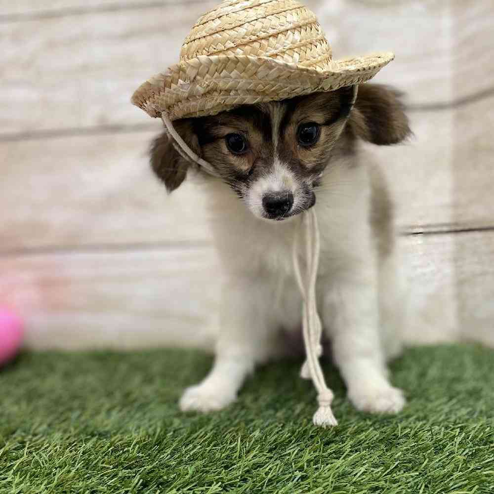 Female Papillon Puppy for Sale in Braintree, MA