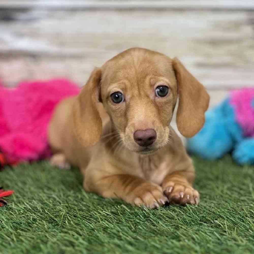 Male Dachshund Puppy for Sale in Saugus, MA