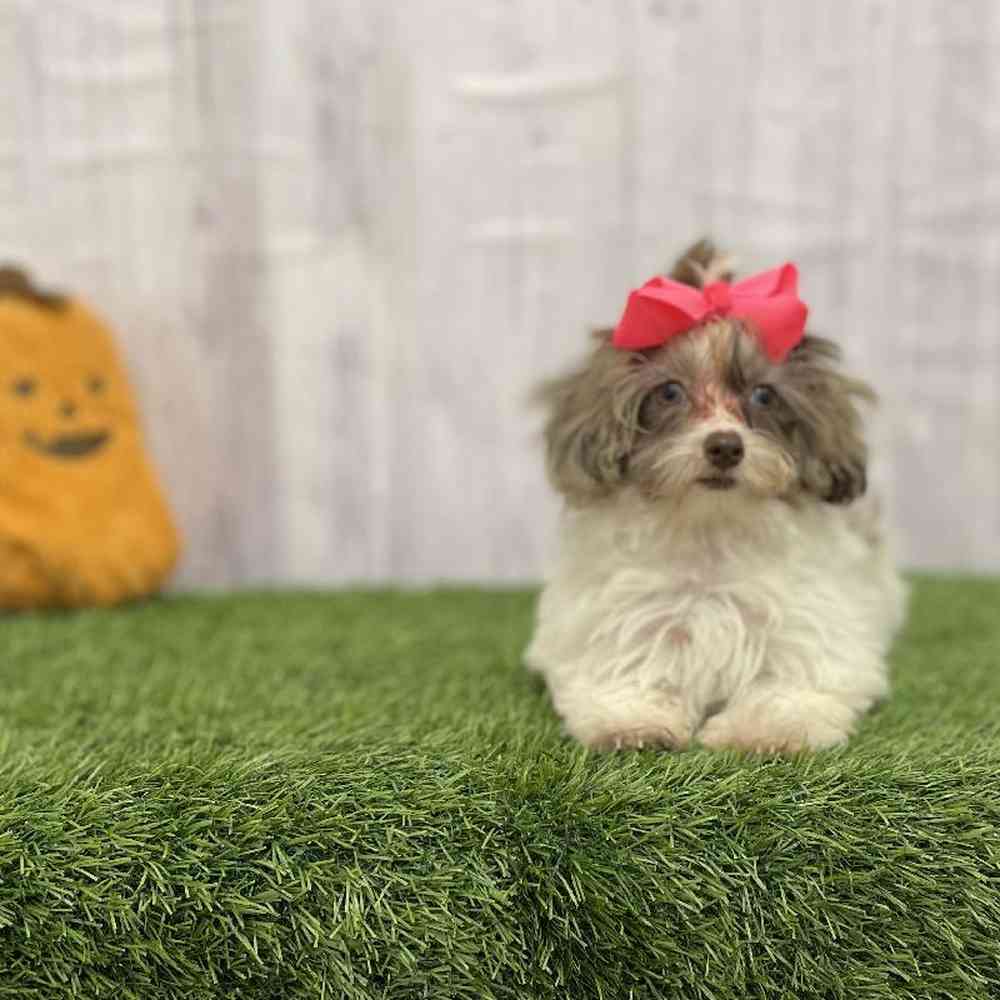 Female Havapoo Puppy for Sale in Braintree, MA
