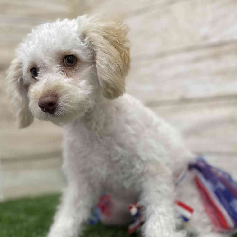 Female Cockapoo 2nd Gen Puppy for Sale in Braintree, MA