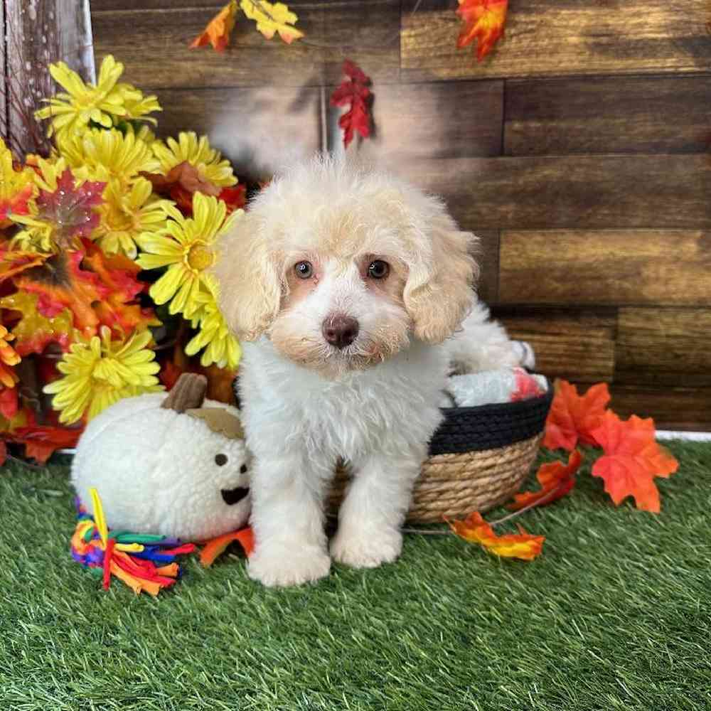 Female Mini NewfyPoo Puppy for Sale in Saugus, MA
