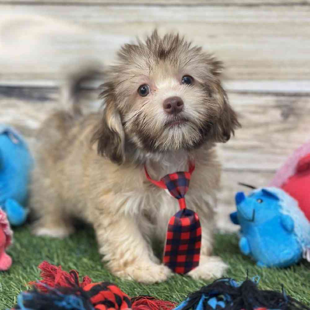 Male Havanese Puppy for Sale in Saugus, MA