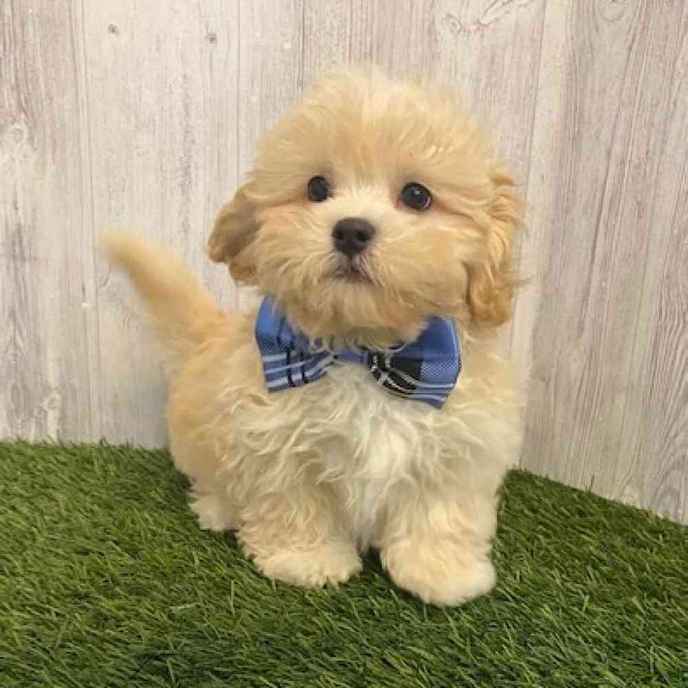 Male Shih-Poo Puppy for sale