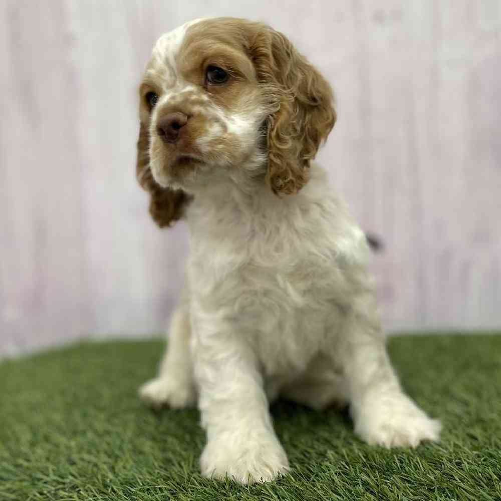 Female Cocker Spaniel Puppy for Sale in Braintree, MA