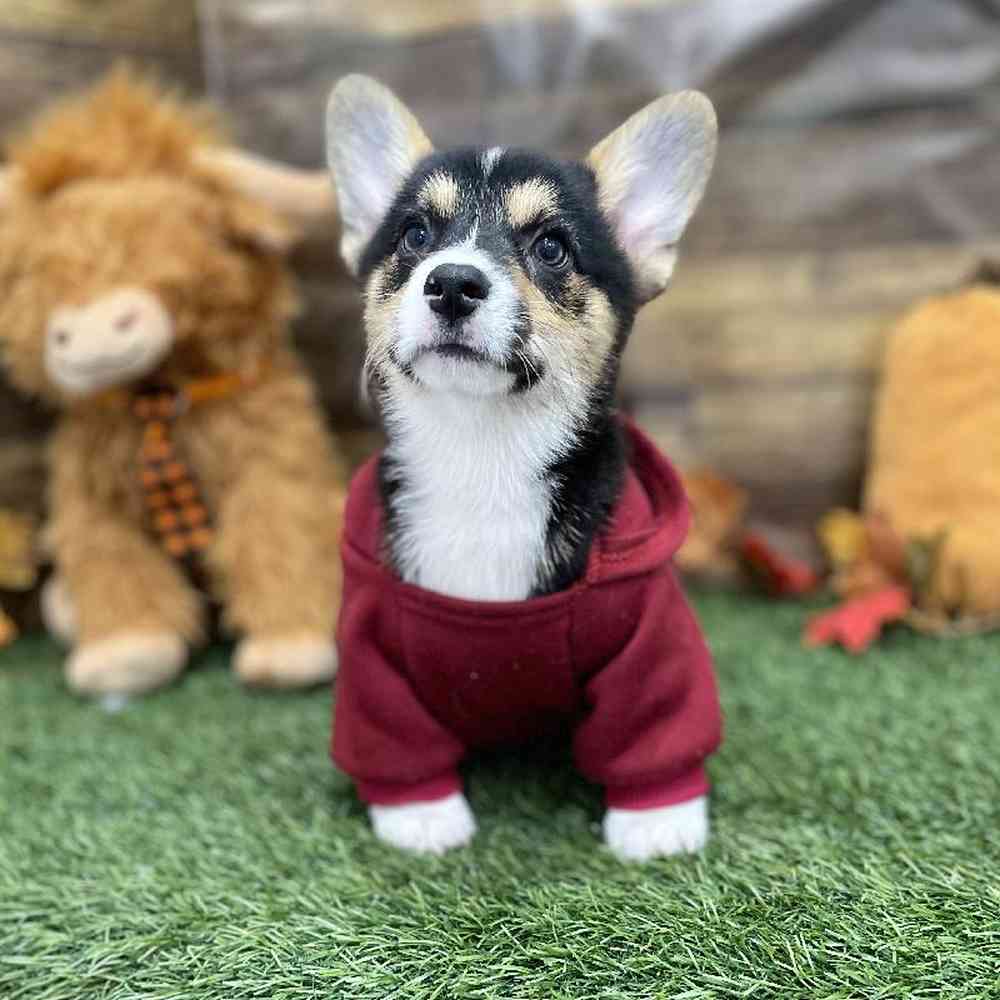 Male Pembroke Welsh Corgi Puppy for Sale in Braintree, MA
