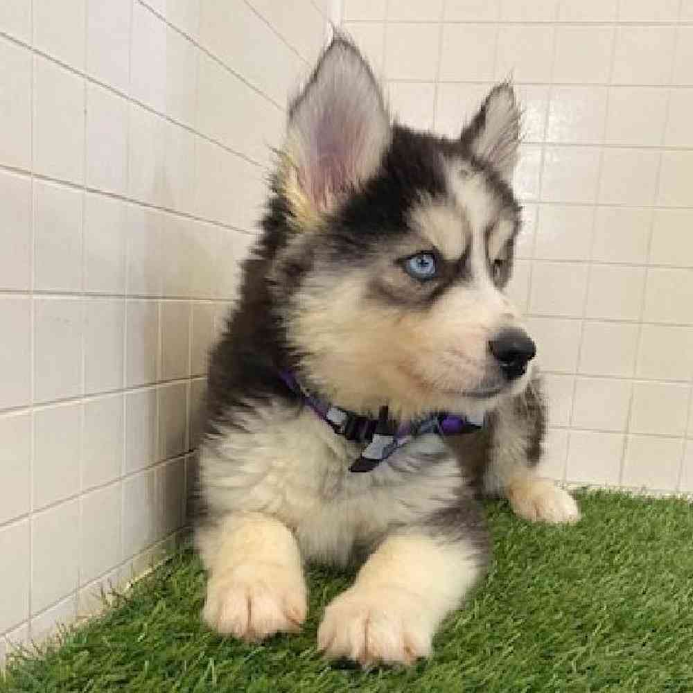 Male Siberian Husky Puppy for sale