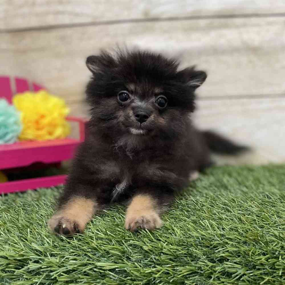 Male Pomeranian Puppy for Sale in Braintree, MA