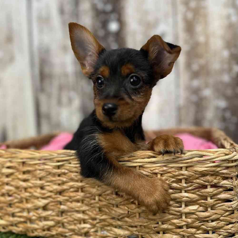 Male Yorkshire Terrier Puppy for Sale in Saugus, MA