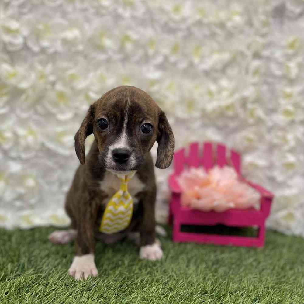 Male Boglen Terrier Puppy for Sale in Braintree, MA