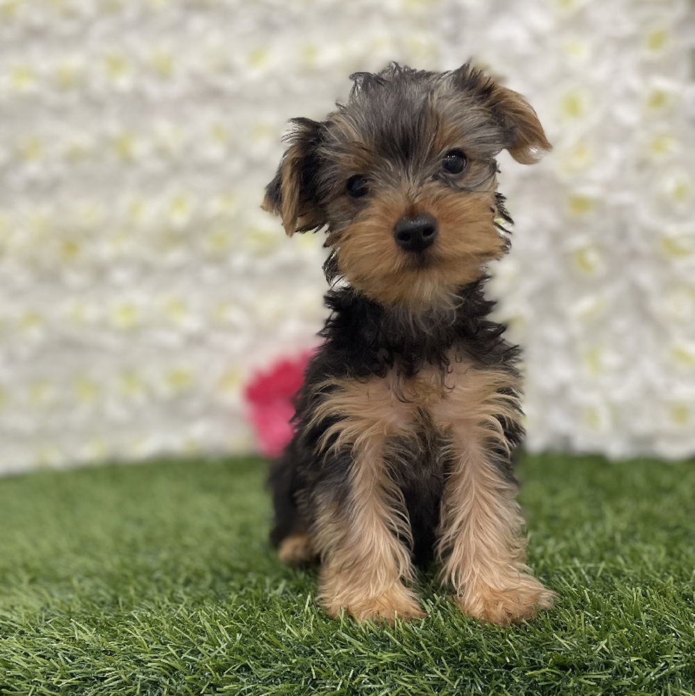 Female Yorkshire Terrier Puppy for Sale in Braintree, MA