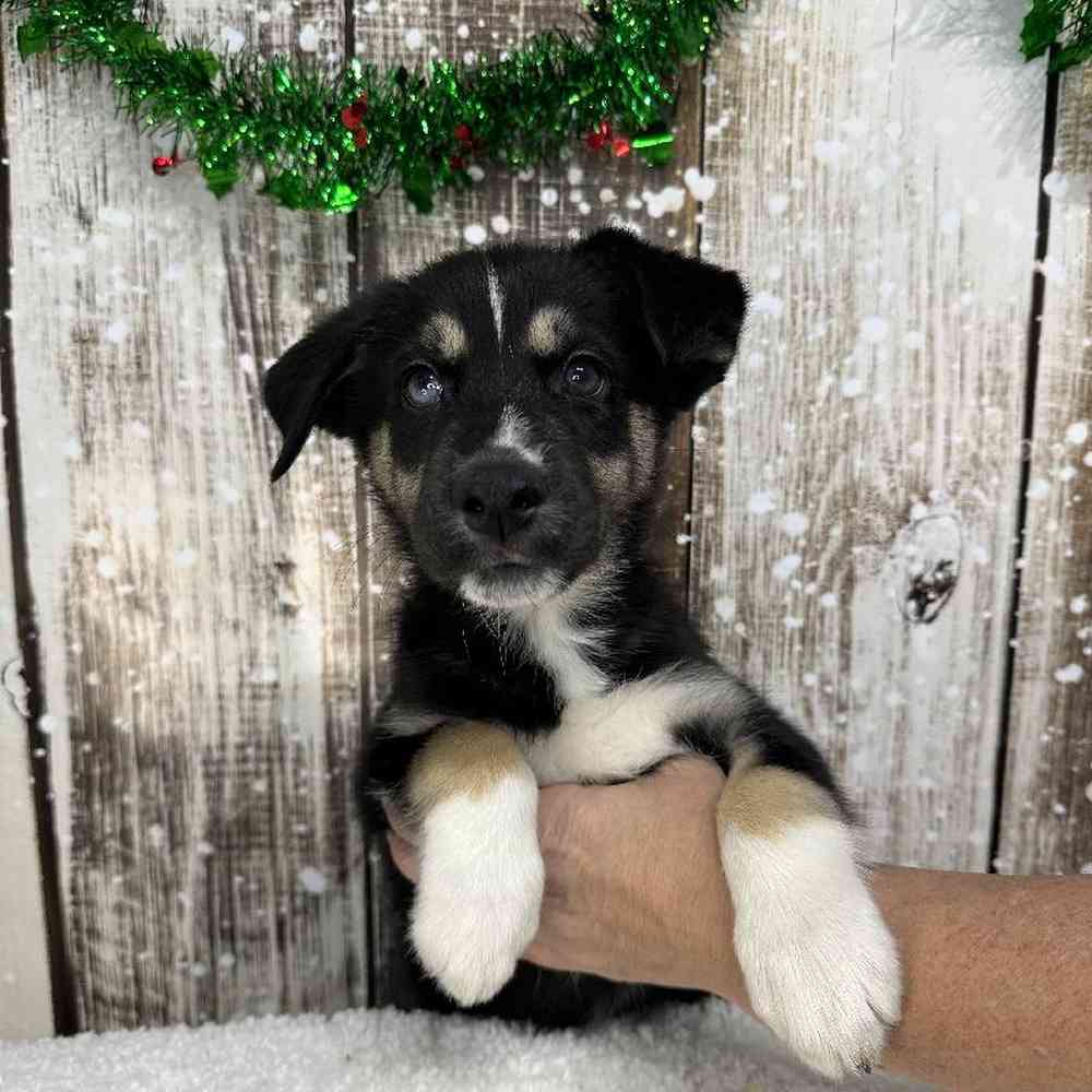 Male Australian Husky Puppy for Sale in Saugus, MA