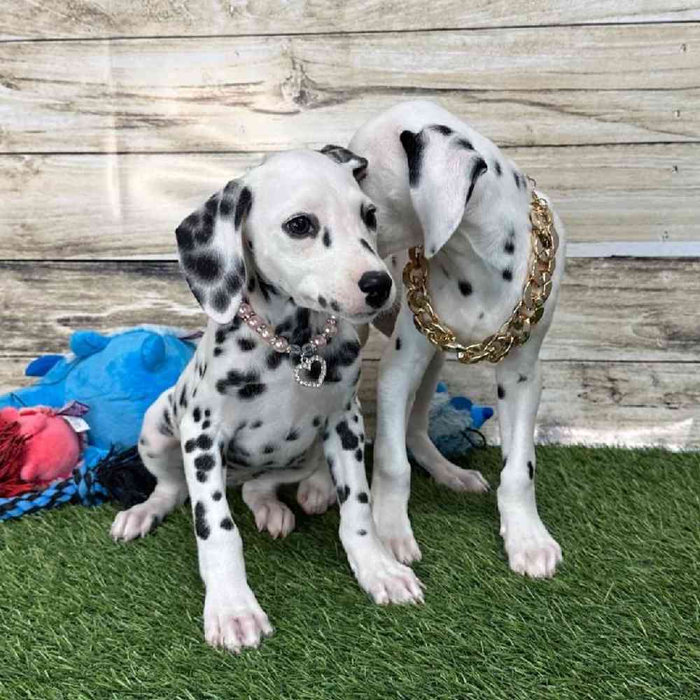 Female Dalmatian Puppy for Sale in Saugus, MA