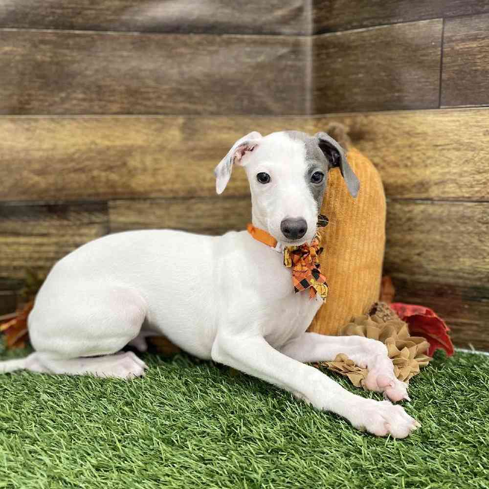 Male Italian Greyhound Puppy for Sale in Braintree, MA