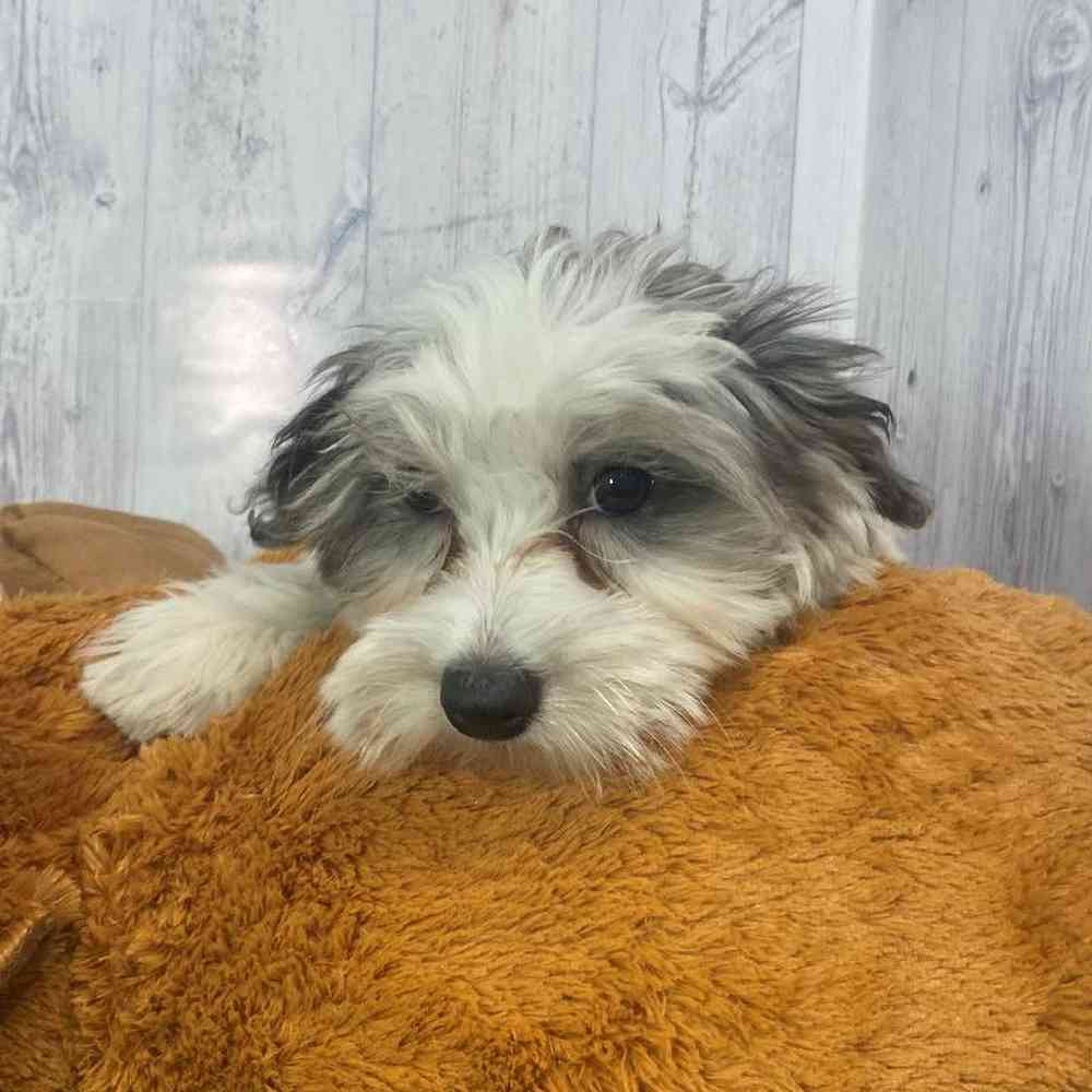 Female Mini Goldendoodle 2nd Gen Puppy for Sale in Saugus, MA