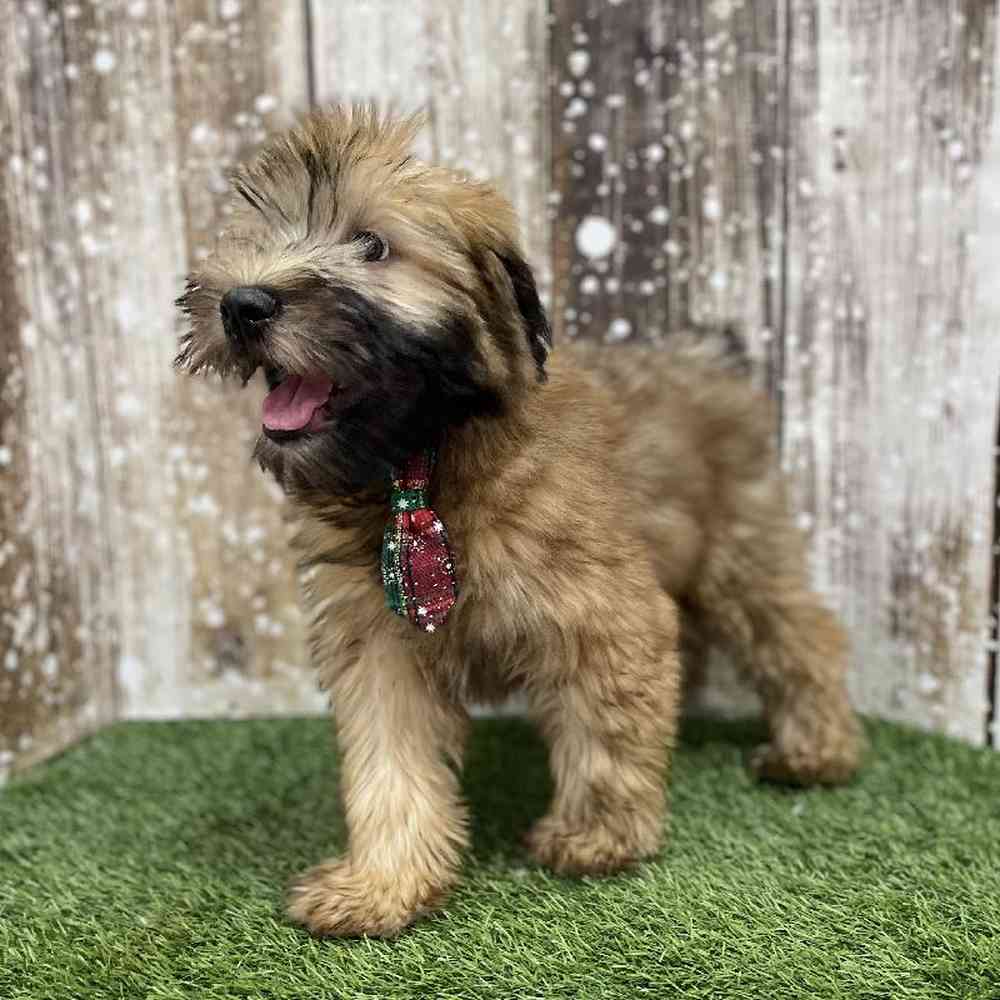 Male Soft Coated Wheaten Terrier Puppy for Sale in Braintree, MA