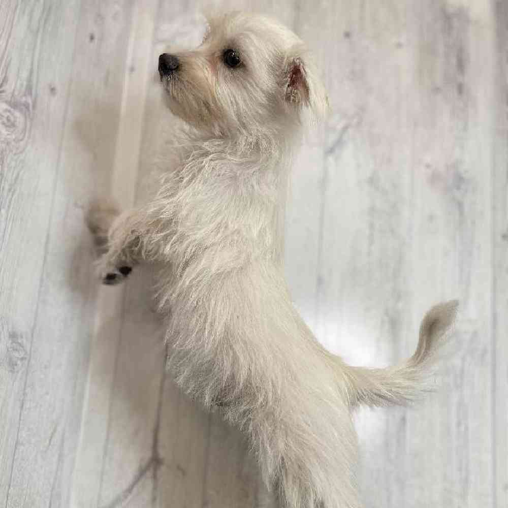 Male Mauzer Puppy for sale