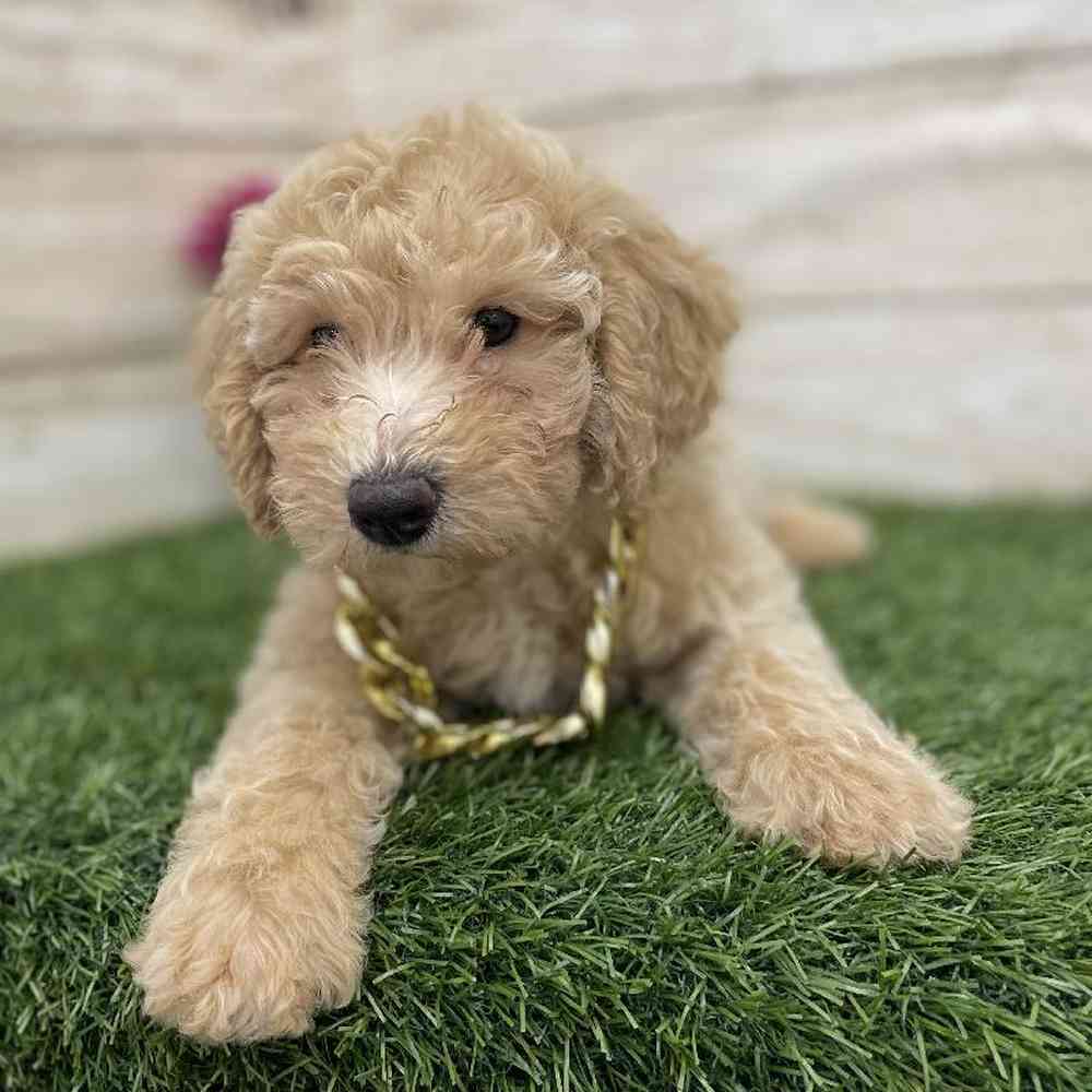 Male Mini Goldendoodle 2nd Gen Puppy for Sale in Braintree, MA
