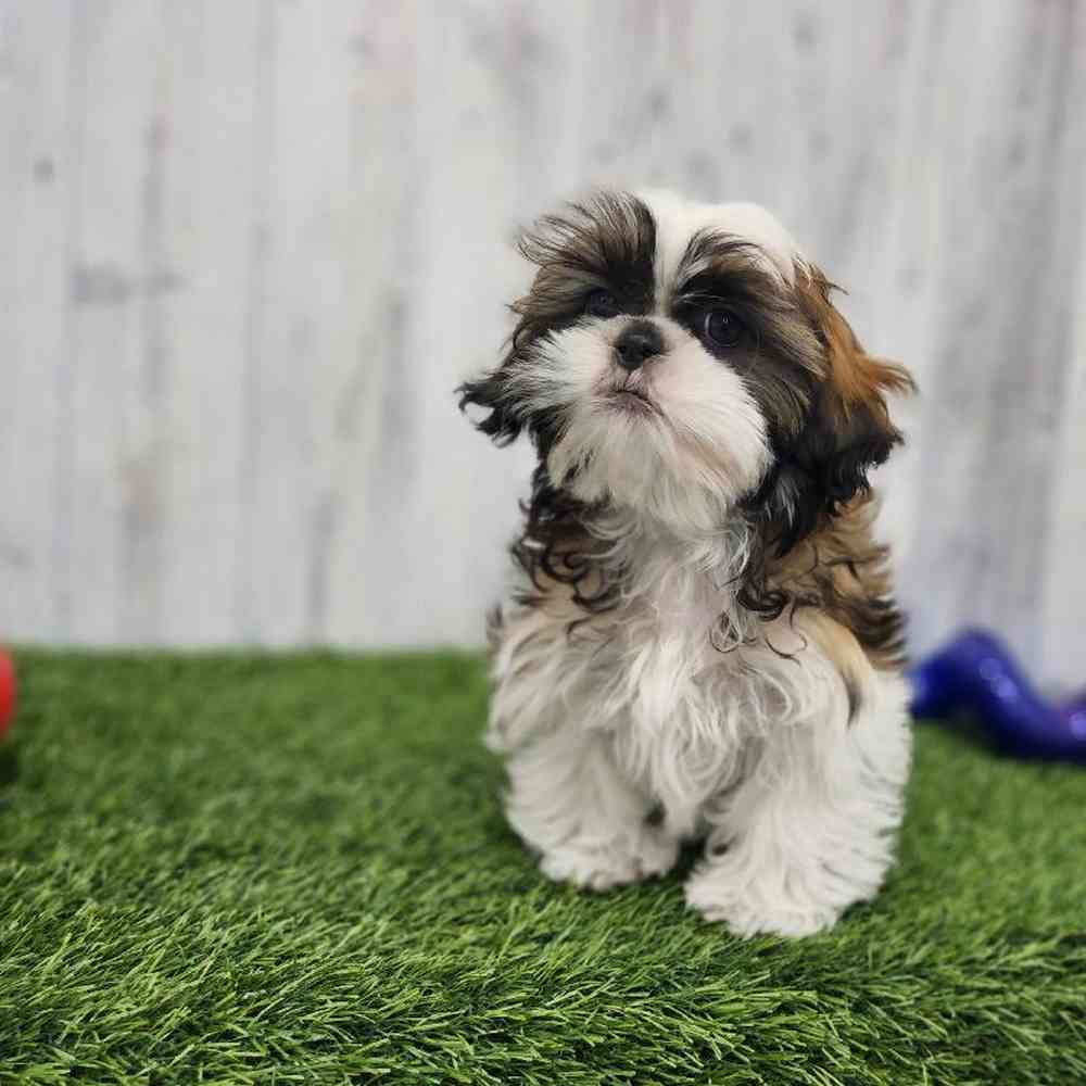 Male Shih Tzu Puppy for Sale in Braintree, MA