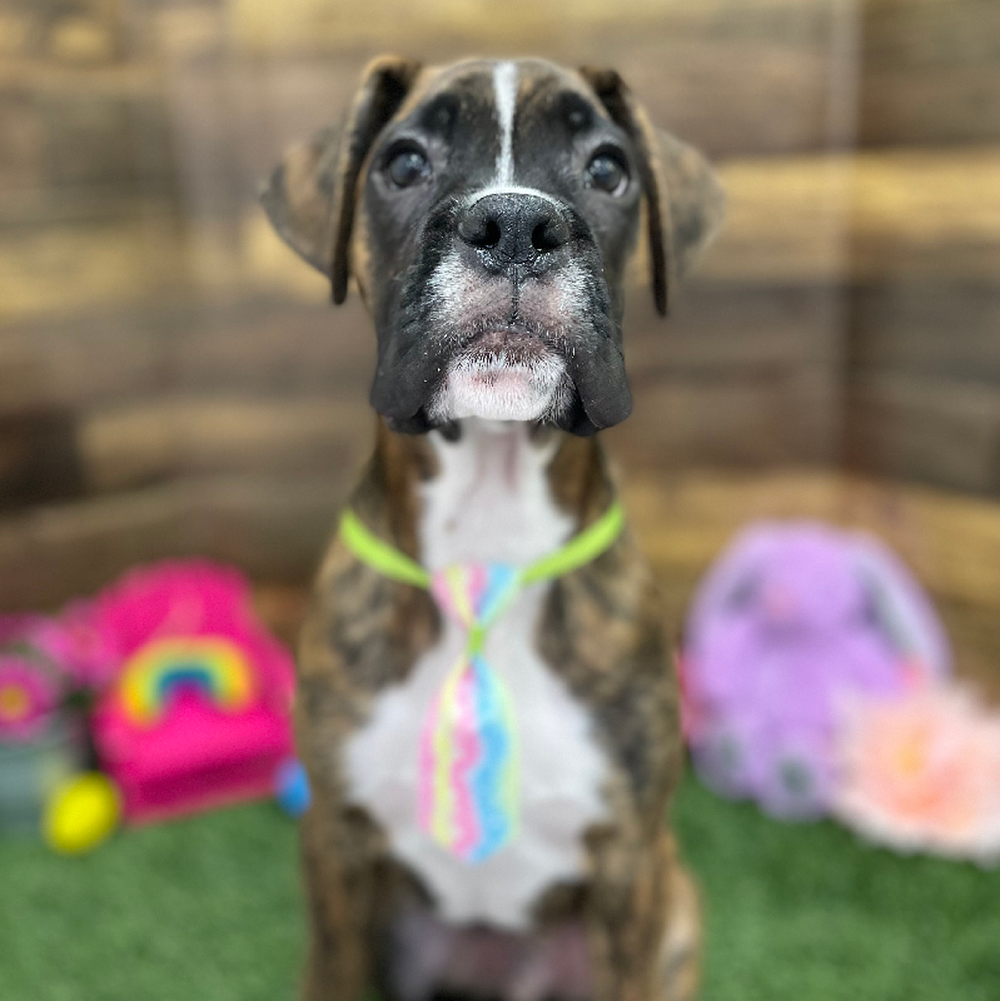 Male Boxer Puppy for Sale in Braintree, MA