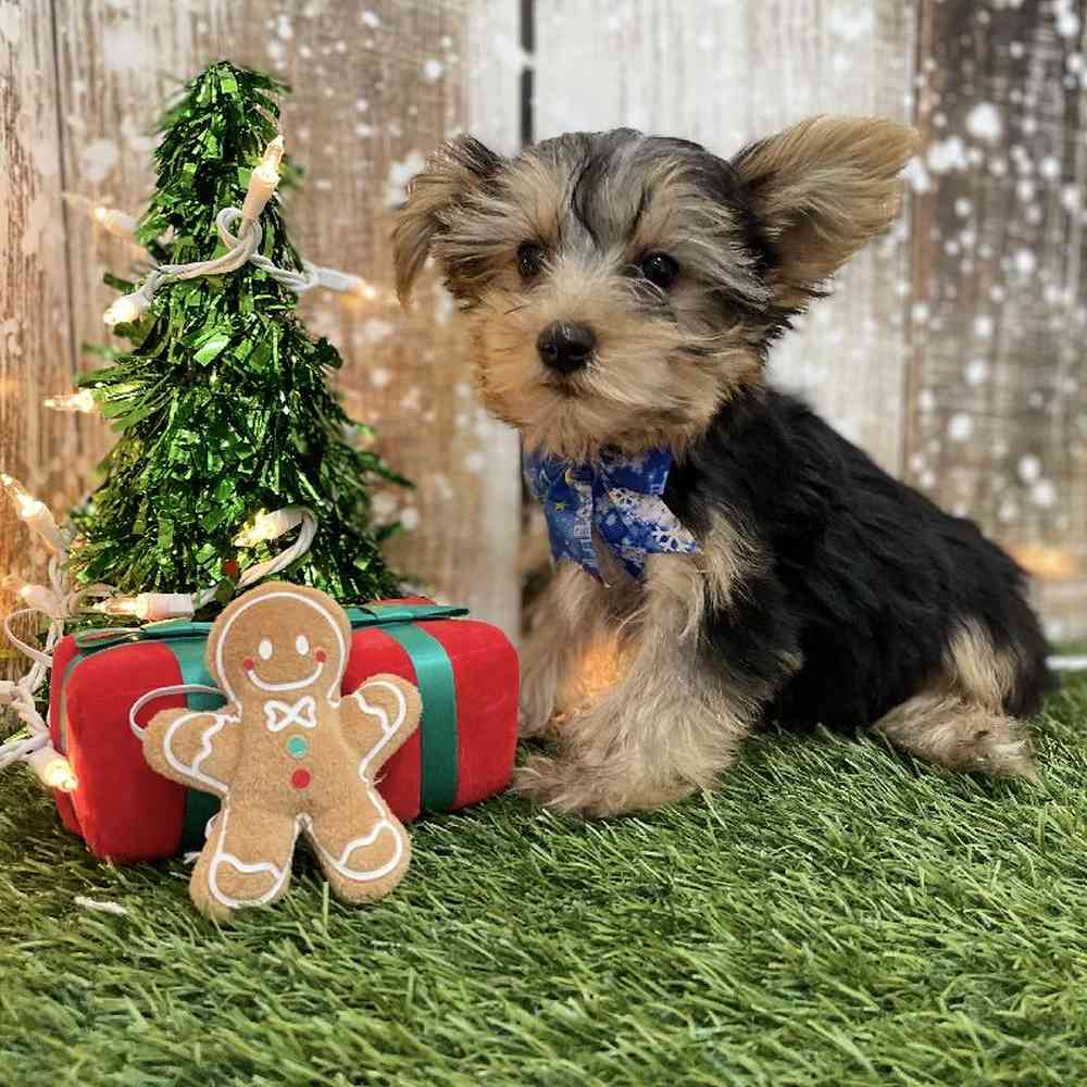 Male Yorkshire Terrier Puppy for Sale in Braintree, MA