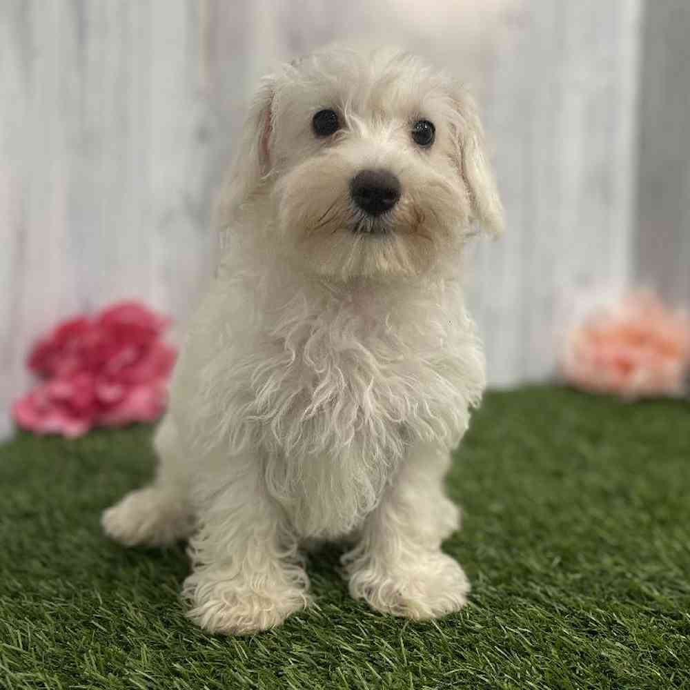 Female Schnoodle Puppy for sale